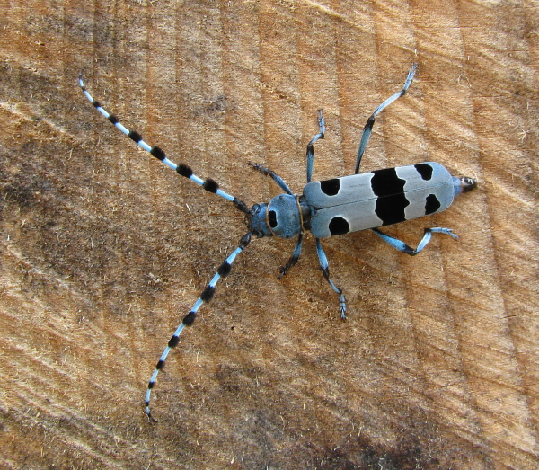 fuzáč alpský Rosalia alpina