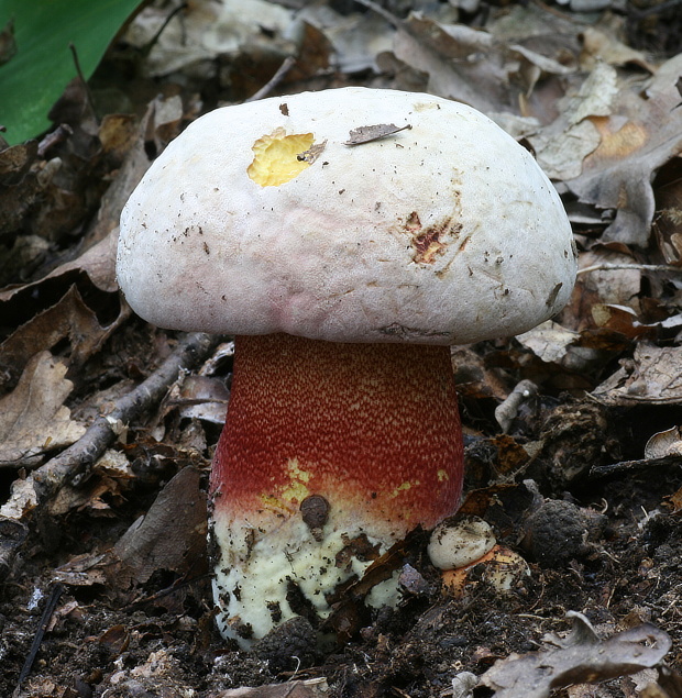 hríb purpurový Rubroboletus rhodoxanthus Kuan Zhao &amp; Zhu L. Yang