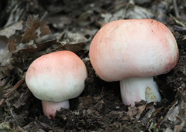 plávka  Russula sp.