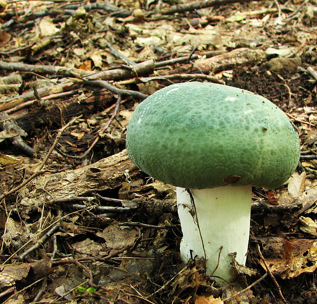 plávka zelenkastá Russula virescens (Schaeff.) Fr.