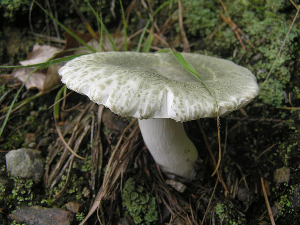 plávka zelenkastá Russula virescens (Schaeff.) Fr.