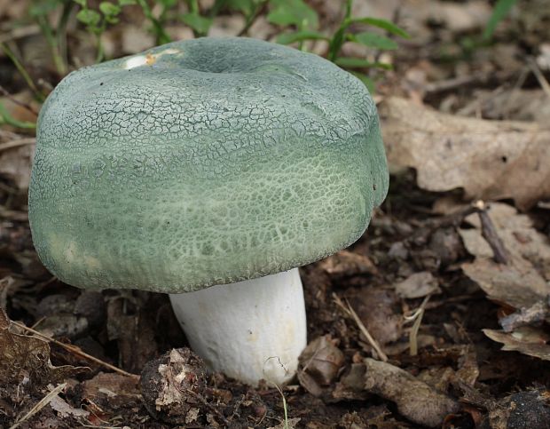 plávka zelenkastá Russula virescens (Schaeff.) Fr.