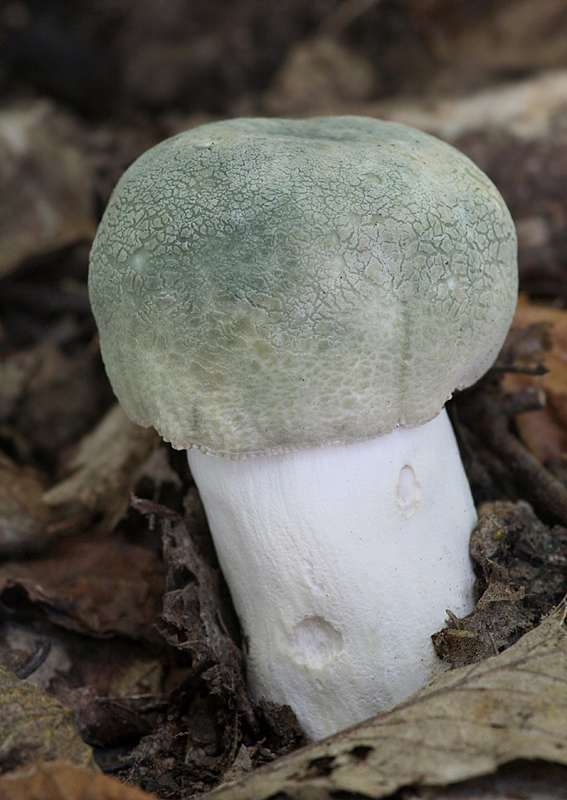 plávka zelenkastá Russula virescens (Schaeff.) Fr.