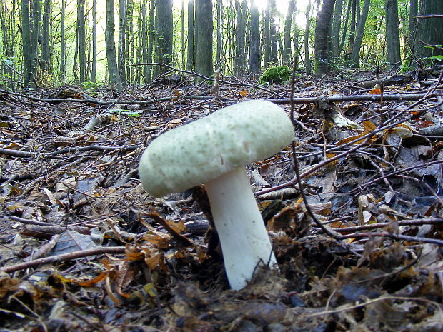 plávka zelenkastá Russula virescens (Schaeff.) Fr.