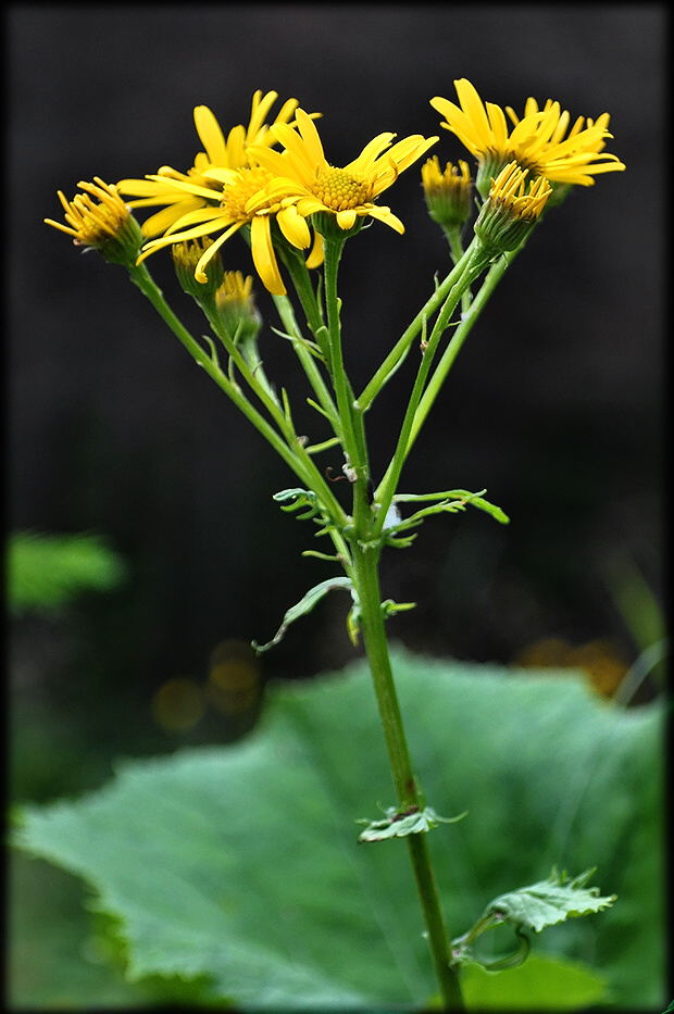 starček subalpínsky Senecio subalpinus W. D. J. Koch