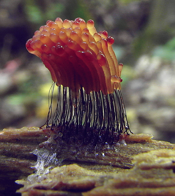 pazderka Stemonitis sp.