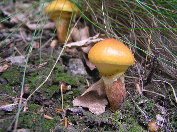 masliak smrekovcový Suillus grevillei (Klotzsch) Singer