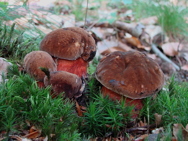 hríb zrnitohlúbikový Sutorius luridiformis (Rostk.) G. Wu & Zhu L. Yang