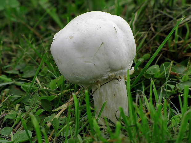 pečiarka páchnuca-pečárka zápašná Agaricus xanthodermus Genev.