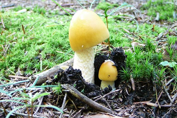 muchotrávka žltooranžová? Amanita flavescens? (E.-J. Gilbert & S. Lundell) Contu