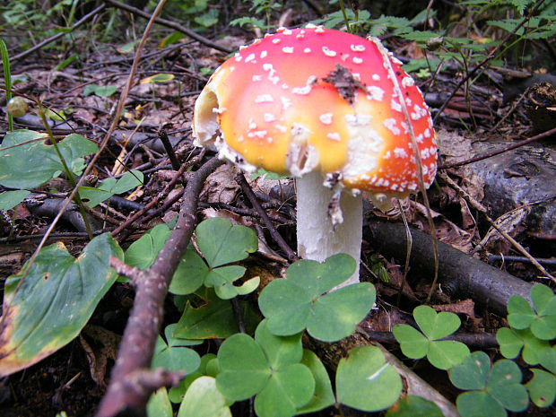 muchotrávka červená Amanita muscaria (L.) Lam.