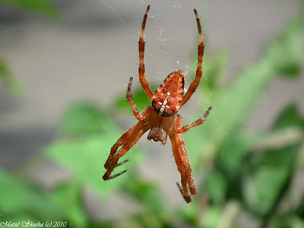 križiak obyčajný Araneus diadematus