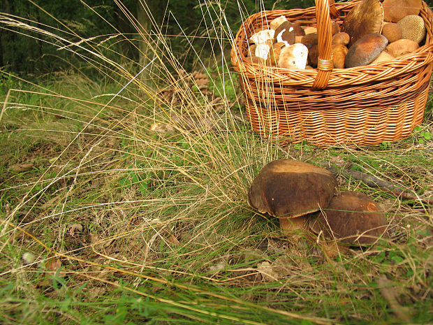 hríb bronzový Boletus aereus Bull. ex Fr.