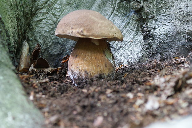 hríb bronzový Boletus aereus Bull. ex Fr.