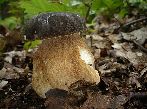 hríb bronzový Boletus aereus Bull. ex Fr.