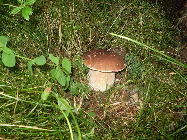 hríb smrekový Boletus edulis Bull.