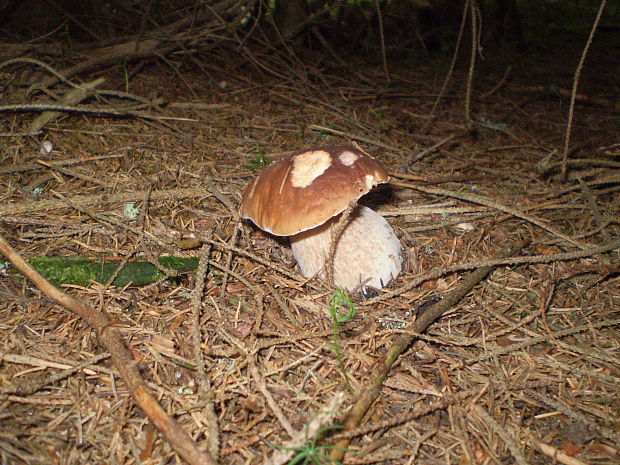 hríb smrekový Boletus edulis Bull.