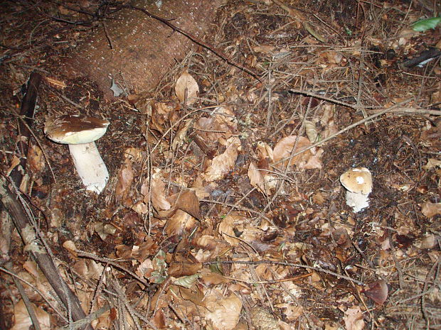 hríb smrekový Boletus edulis Bull.