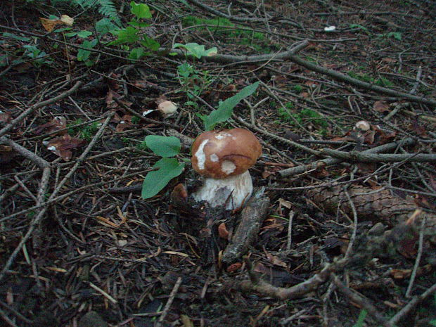 hríb smrekový Boletus edulis Bull.