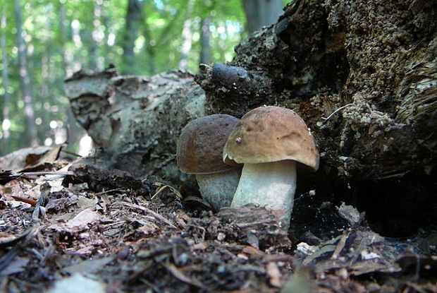 hríb smrekový Boletus edulis Bull.