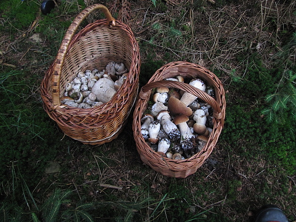 hríb smrekový Boletus edulis Bull.