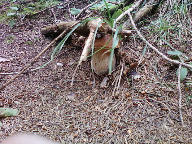 hríb smrekový Boletus edulis Bull.