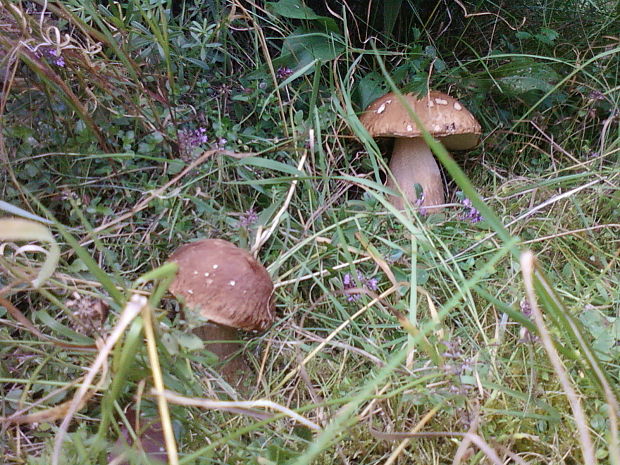 hríb smrekový Boletus edulis Bull.