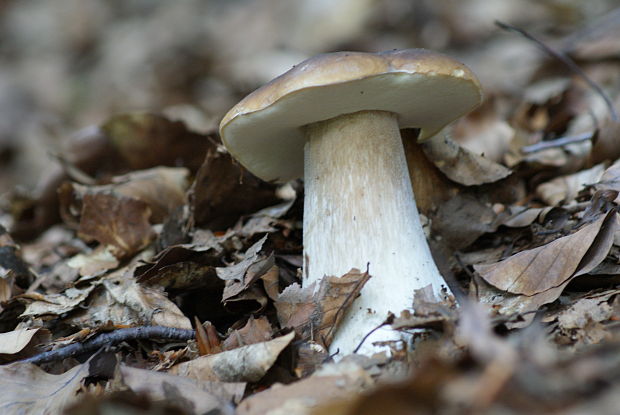 hríb smrekový Boletus edulis Bull.