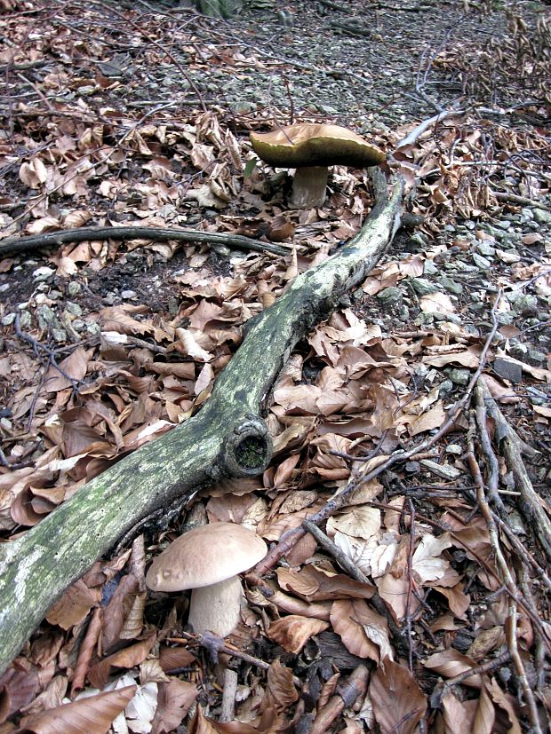 hríb smrekový Boletus edulis Bull.