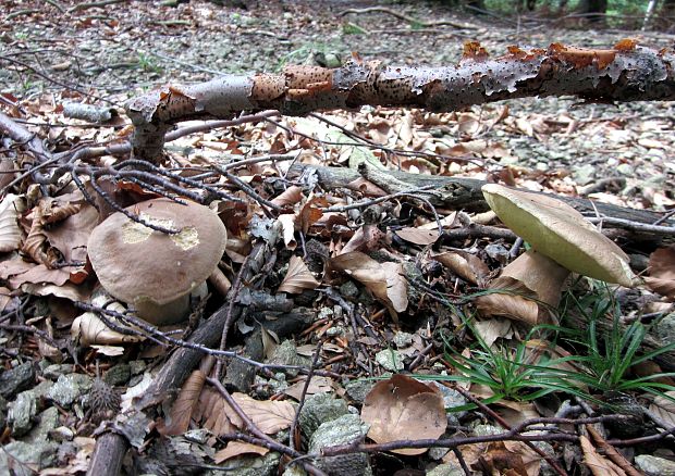 hríb smrekový Boletus edulis Bull.