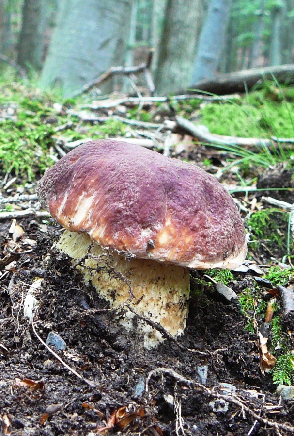 hríb sosnový Boletus pinophilus Pil. et Dermek in Pil.