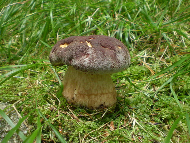 hríb sosnový Boletus pinophilus Pil. et Dermek in Pil.