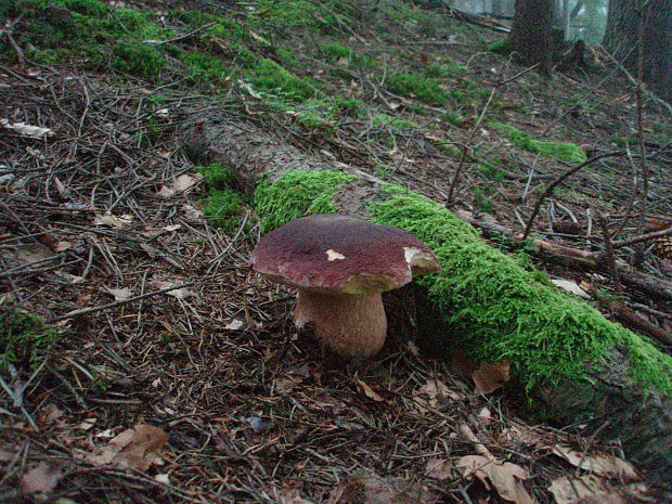 hríb sosnový Boletus pinophilus Pil. et Dermek in Pil.