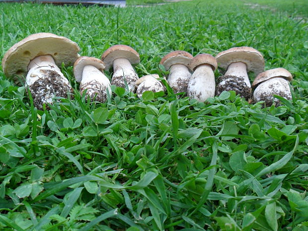 hríb dubový Boletus reticulatus Schaeff.