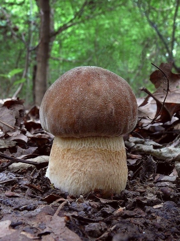 hríb dubový Boletus reticulatus Schaeff.