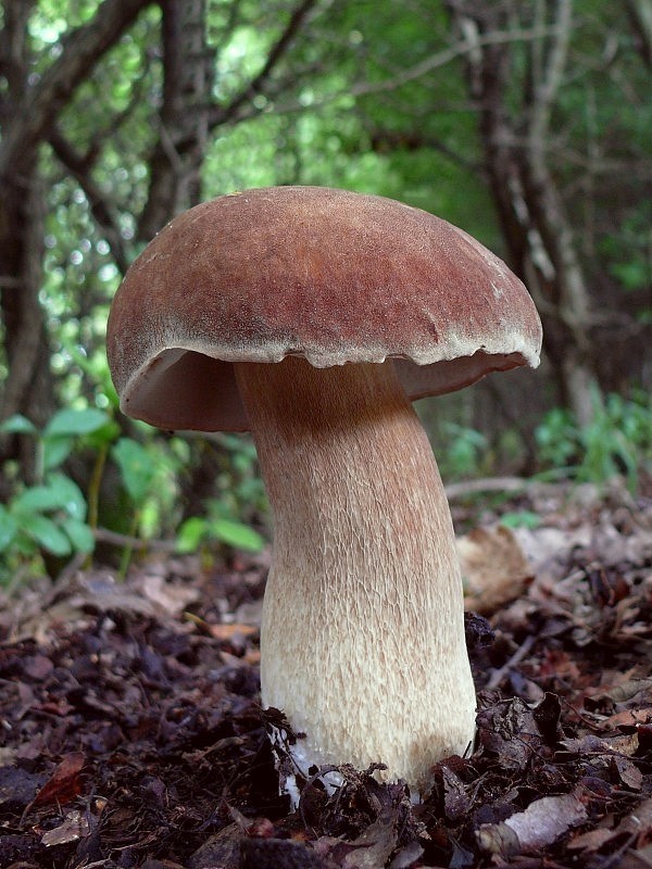 hríb dubový Boletus reticulatus Schaeff.