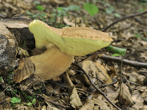 hríb dubový Boletus reticulatus Schaeff.