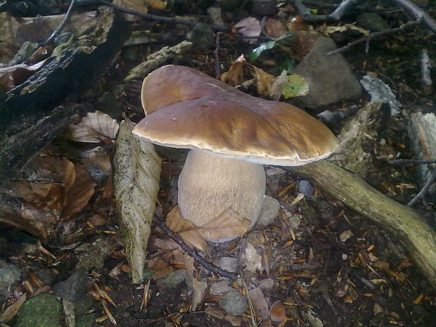 hríb dubový Boletus reticulatus Schaeff.