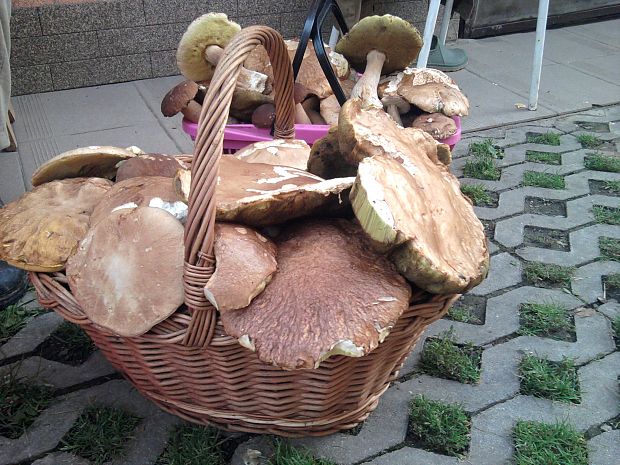 hríb dubový Boletus reticulatus Schaeff.