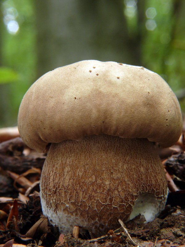 hríb dubový Boletus reticulatus Schaeff.