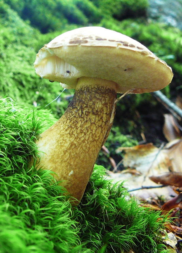 hríb  Boletus sp.