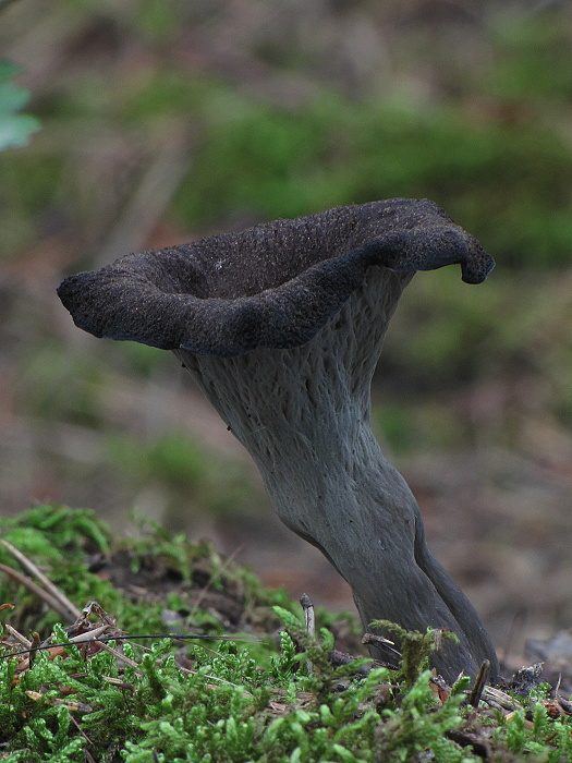 lievik trúbkovitý Craterellus cornucopioides (L.) Pers.