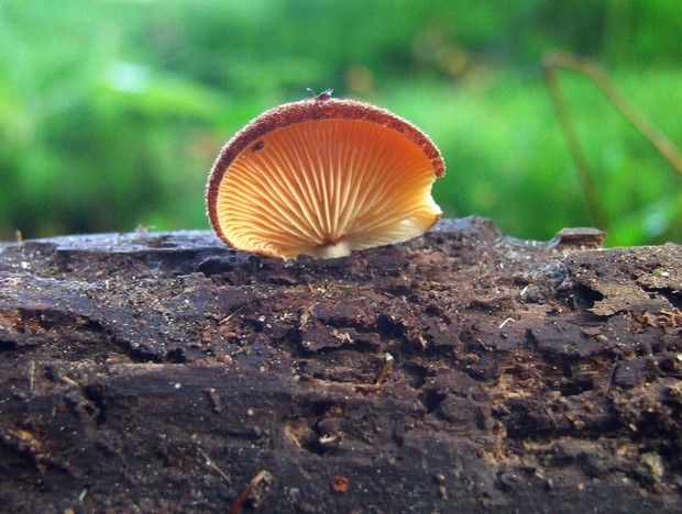 pahliva šafranová Crepidotus crocophyllus (Berk.) Sacc.