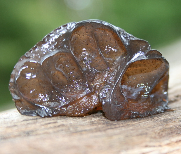 tmavorôsolovec mušľovitý Exidia truncata Fr.