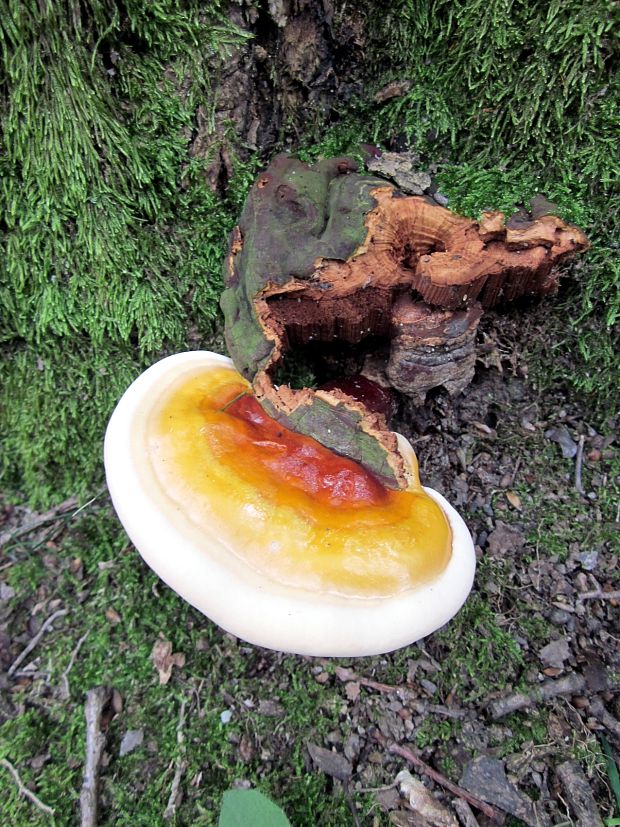 lesklokôrovka obyčajná Ganoderma lucidum (Curtis) P. Karst.