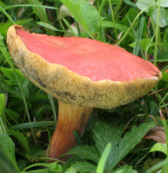 suchohríb karmínový Hortiboletus rubellus (Krombh.) Simonini, Vizzini & Gelardi