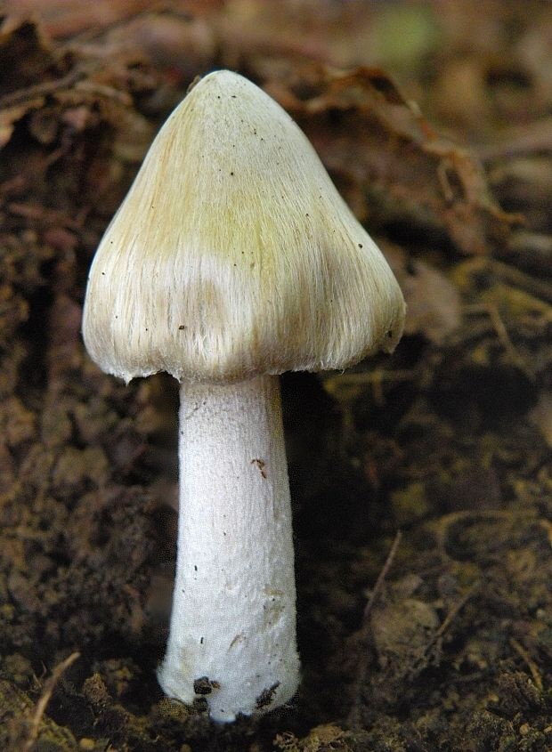 vláknica Inocybe sp.