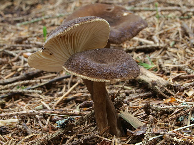 rýdzik čiernozamatový Lactarius lignyotus Fr.