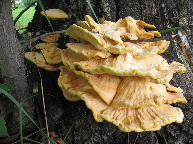 sírovec obyčajný ? Laetiporus sulphureus (Bull.) Murrill