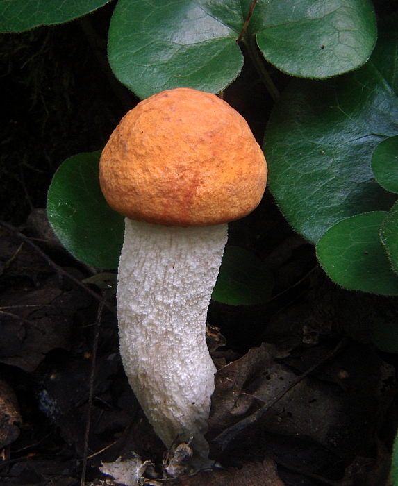 kozák osikový Leccinum albostipitatum den Bakker & Noordel.